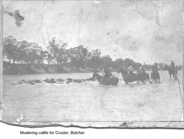 Mustering cattle for Crozier, butcher, Mildura.