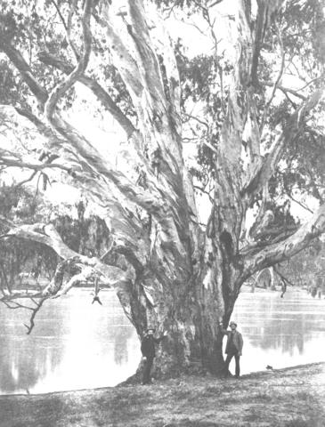 Man beside large gumtree, Mildura.