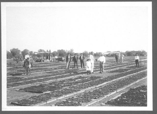Vineyard scene, Mildura.