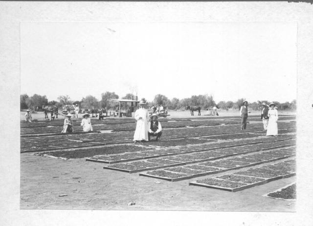 Grape drying, Mildura.