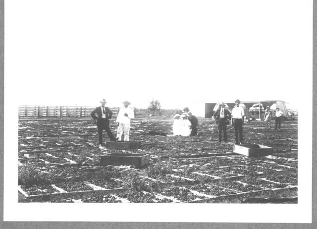 Grape drying, Mildura.