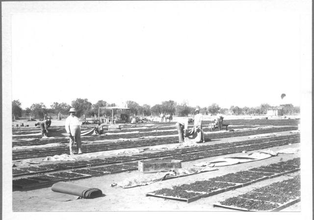 Drying Green, Mildura.