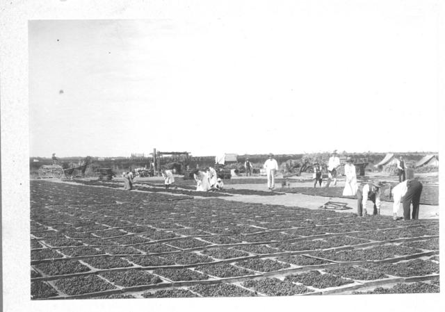 Drying Green, Mildura.