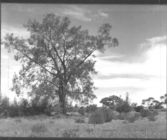 Mallee landscape, Mildura.