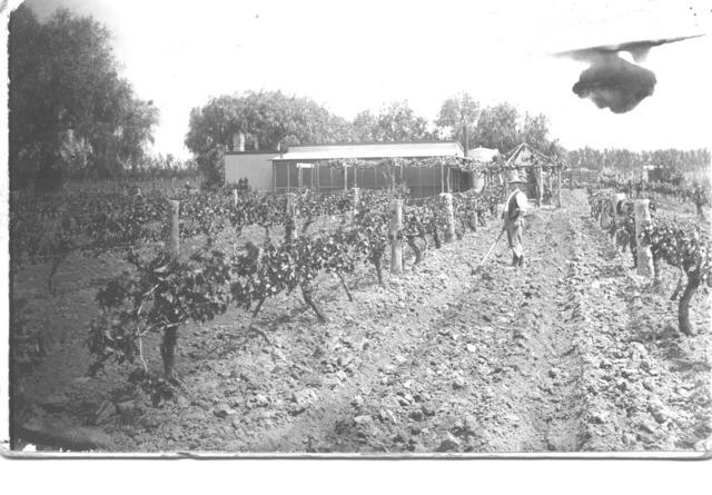 Man weeding grapevines, Mil;dura.