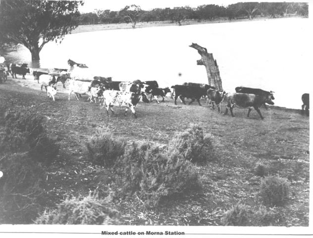 Mixed cattle on Morna Station, Mildura.