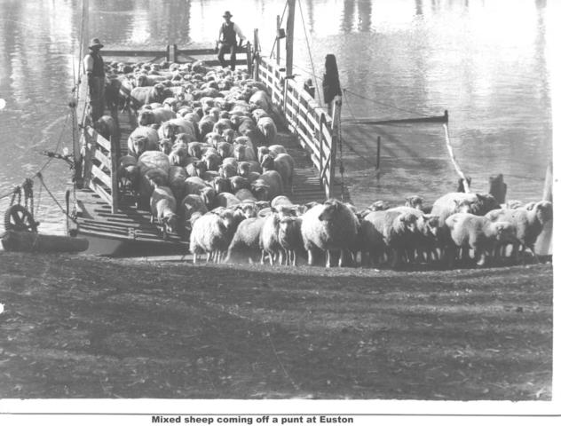 Mixed sheep coming off punt at Euston NSW, Mildura.