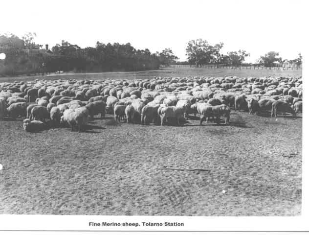Fine Merino Sheep on Tolarno station, Mildura.