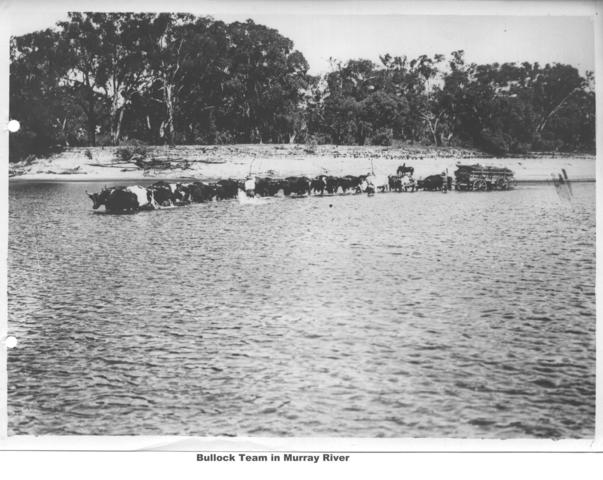 Bullock Team in Murray River, Mildura.