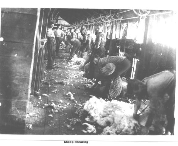 Sheep shearing, Mildura.