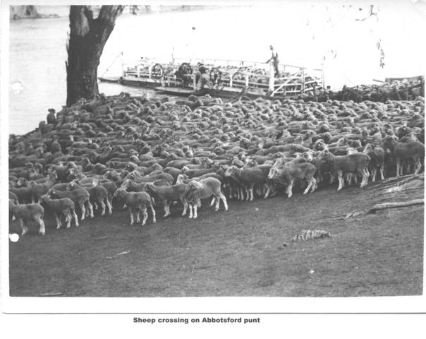 Sheep crossing on Abbotsford punt, Mildura.