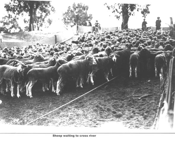Sheep waiting to cross river, Mildura.