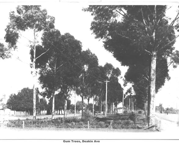 Gum trees, Deakin Ave, Mildura.