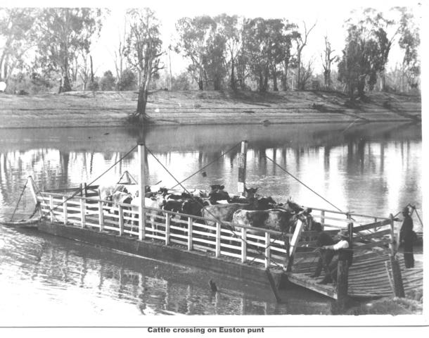 Cattle crossing on Euston punt, near Mildura.