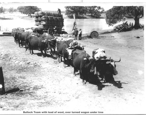 Bullock team, Mildura.