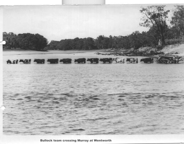 Bullock team, Mildura.