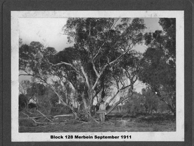 Block 128 Merbein September 1911, Mildura.