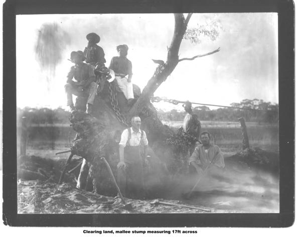 Clearing land, Mallee stump measureing 17ft across, Mildura.