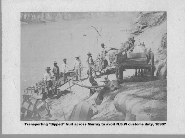 Transporting dipped fruit across Murry River to avoid NSW Customs duty, Mildura.