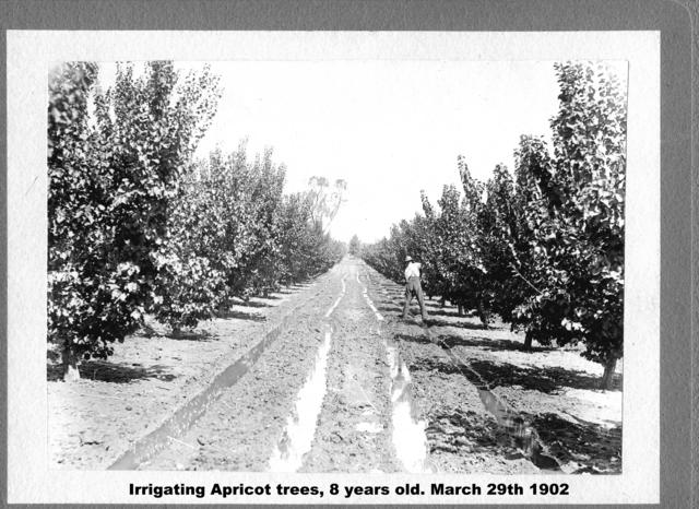 Irrigating apricot trees, 8 Years Lod, Mildura.