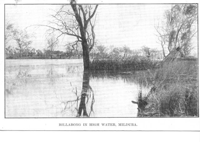 Billabong in high water, Mildura.