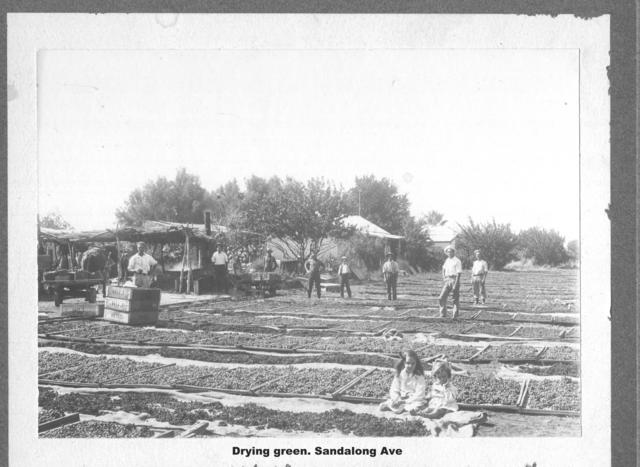 Drying Green Sandalong Avenue, Mildura.