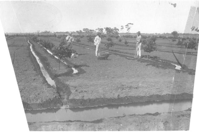 Irrigating Citrus, Mildura.