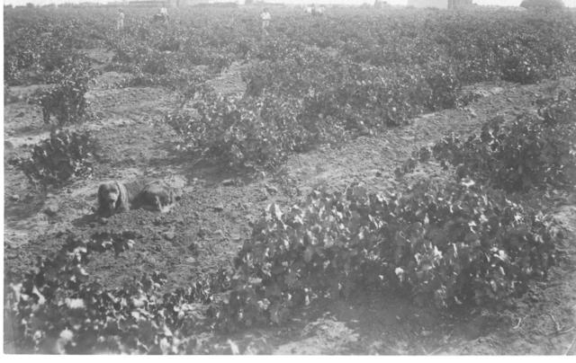 Grape Vines, Mildura.