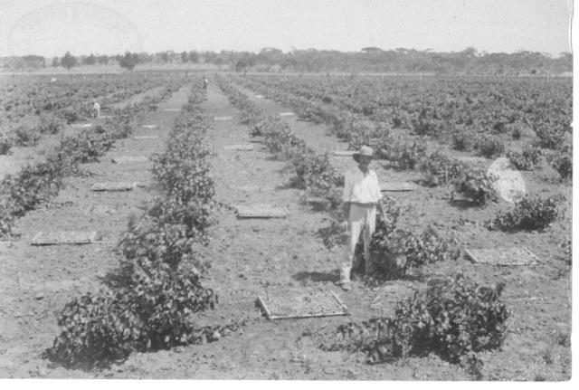 Picking Gordo's, Mildura.