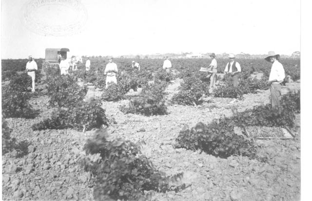 Picking Gordos, Mildura.