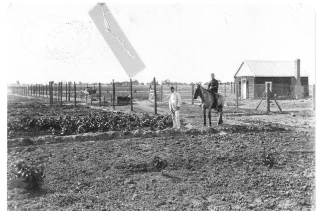 Weeding young Grapevines by hand, Mildura.