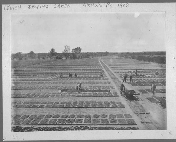 Levien's Drying Green, Mildura.