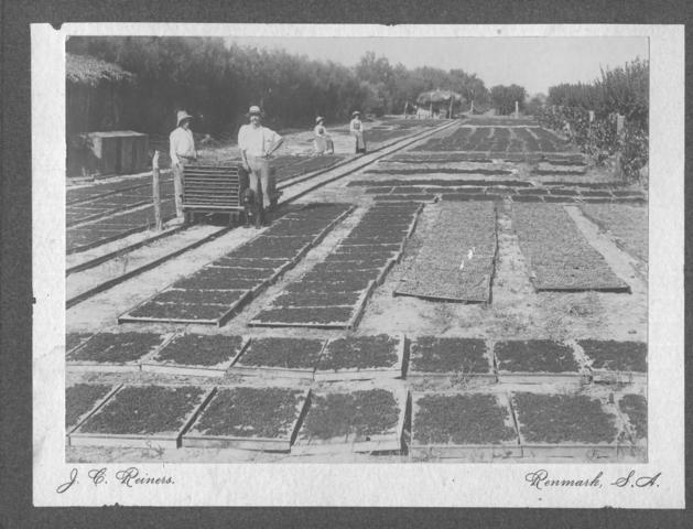 Levien's Drying green Nichols Point, Mildura.