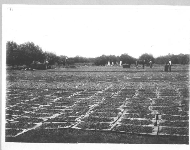 Drying Green, Levien's Nichols Point, Mildura.