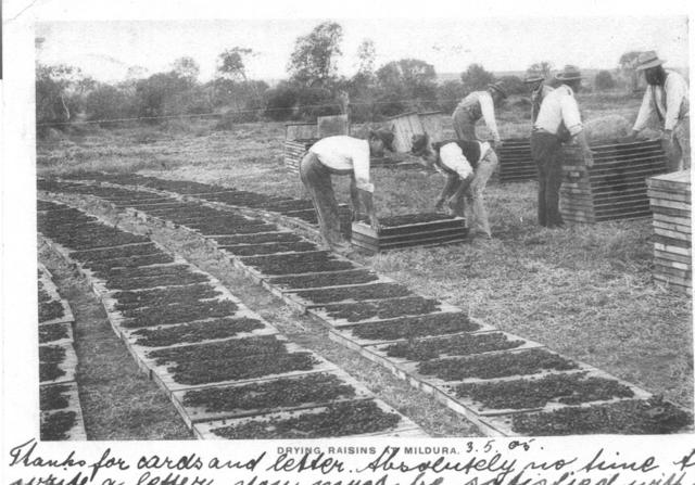 Drying Fruit, Mildura.