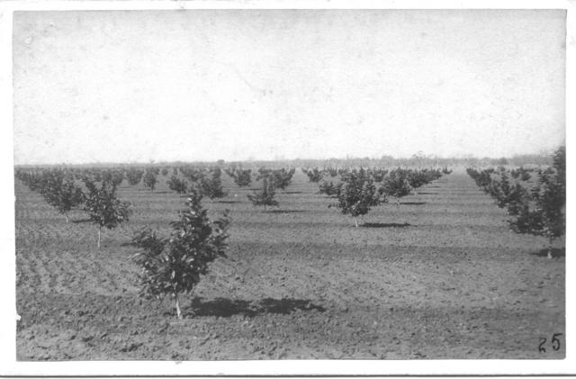 Citrus Grove, Mildura.