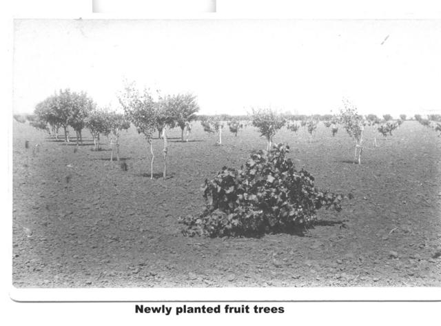 Newly planted fruit trees, Mildura.