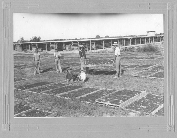 Workers on Drying Green, Mildura.