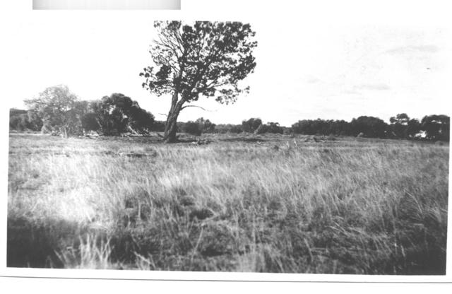 Rural scene, Mildura.