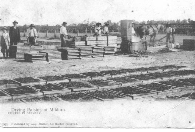 Drying Raisins at Mildua.