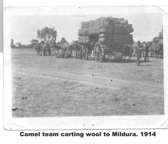 Camel team carting wool to Mildura.