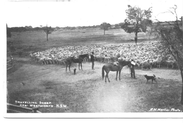 Travelling sheep near Wenthworth NSW, Mildura.
