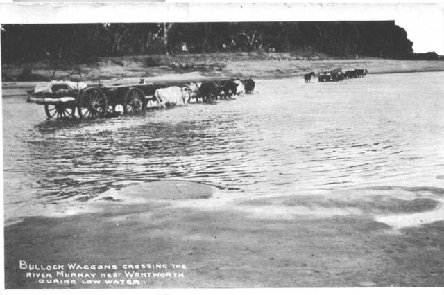 Bullock Wagons crossing Murray River, Mildura.