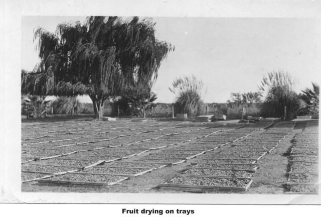 Fruit Drying on Trays, MIldura.
