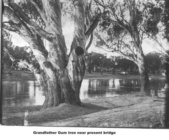 Grandfather Gum tree near Bridge, Mildura.
