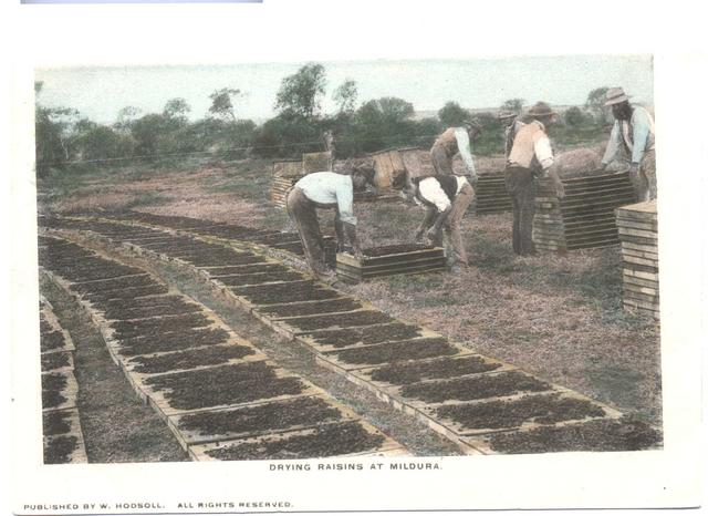 Drying Rasins, Mildura.