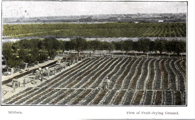 View of fruit drying ground, Mildura.