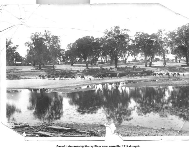 Camel Train crossing Murray River near saw mills, Mildura.