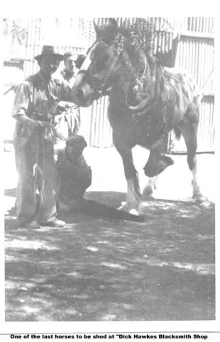 One of the last horses to be shod at Dick Hawkes shop, Mildura.