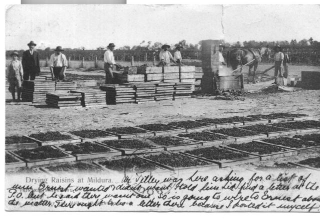 Drying Raisins, Mildura.